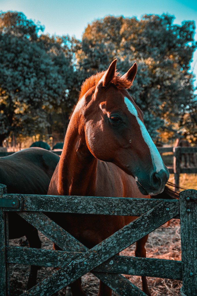 Cavalo em ambiente de rancho